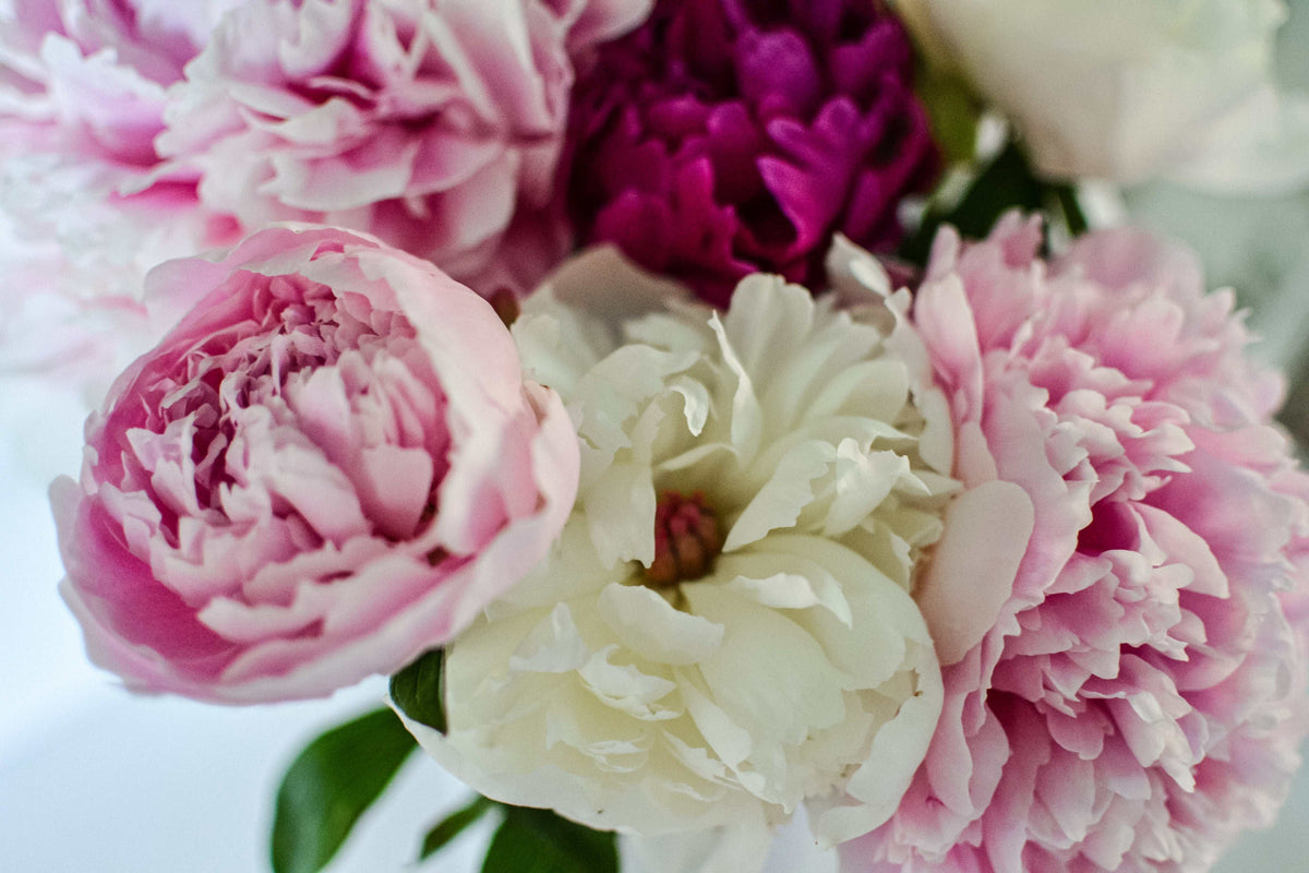 Prairie Soap Shack | Peony Body Lotion with Bergamot, Geranium & Homegrown Peony *new size*